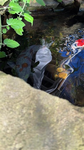 Exploring the Fascinating World of Koi Breeds