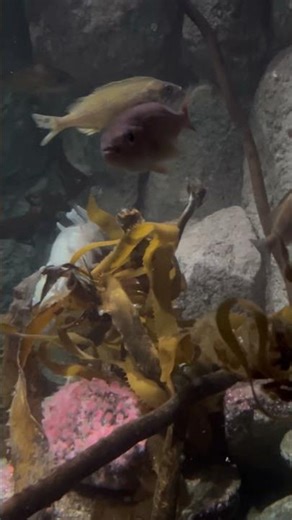 East Pacific Red Octopus (Tentacles)