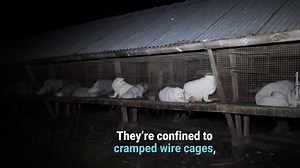 Matching Gift Challenge: Gentle animals are desperately waiting for some kind person to help stop their suffering. You can be that compassionate person. | PETA (People for the Ethical Treatment of Animals)