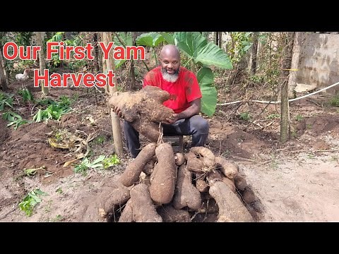 Harvesting Yam in Nigeria, how to farm Yam 🍠