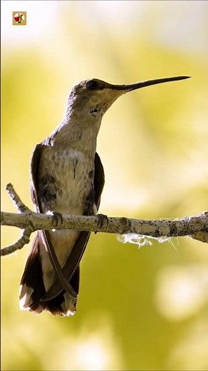 Hummingbird Sounds (Gentle Watch Over the Nest)