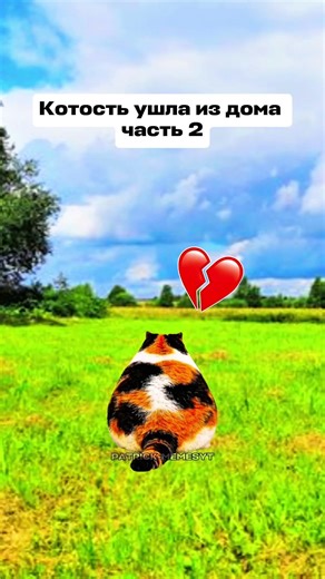 2 Часть Котости #друн #друн #юмор #меллстройдвиж #мем #memes