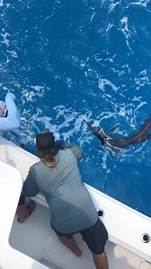Live baiting sailfish while they are tailing off the Florida Keys aboard the @twoconchs #twoconchs #sailfish #yellowfinyachts | Two Conchs Charters