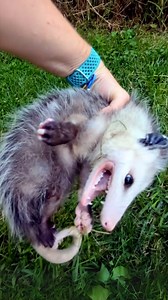 26K views · 427 reactions | Opossums 令 Playing Dead for Survival! #opossums #opossumlife #babyopossum #opossum #opossumlife | 1 Minute Animals | Facebook