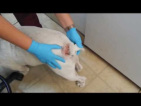 Hidden Secrets Of Bulldog Infected Tail Dr. Kraemer Vet4Bulldog Bully Specialist