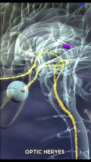 What is the Optic nerve ? #optic #nerves #eyes