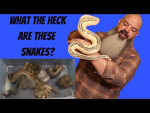 How To Figure Out What Morphs Are In Your Snake - Plus Crazy New Clutch Reveal!