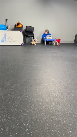 Lucy, our recovering shy Yorkie, made a friend, Kanna, the corgi! Charley, the lab, got some lap time, and overall, they all got some socialization practice. Often times we focus our videos on “training obedience” but educating a dog also includes how to “do nothing” and “how to just be a dog” in the world. 🍂 Call us at 865-320-9076 or visit our website thedogwizard.com/locations/tn/knoxville to schedule your FREE evaluation to see which program might be right for you and your dog! | The Dog Wi