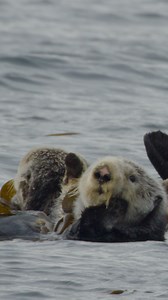 180K views · 12K reactions | 簾 Sea otters are making a comeback—and...