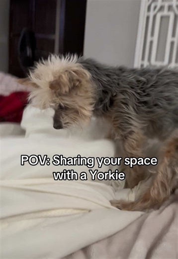 Yorkers are the Biggest smallest dogs ever. #fyp #foryoupage #yorkiesoftiktok #yorkie