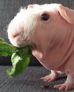1M views · 360 reactions | We're in love! He may not have any hair, but you'll still want to cuddle with this guinea pig. 珞 | WUSA 9 | Facebook