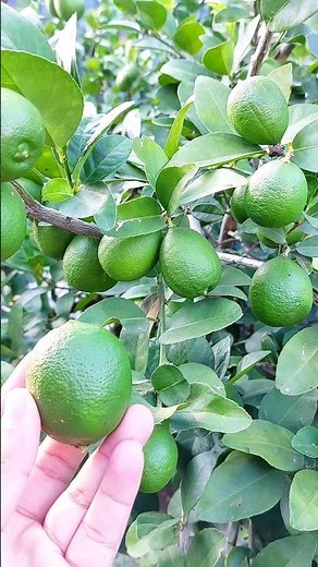 🍋🍋‍🟩Difference between Persian and Mexican lemon🍋‍🟩🍋 #lemon #citrus #agronomy #agriculture