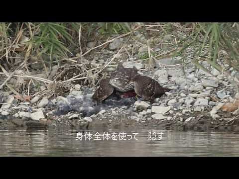 オオタカがカラスを狩る