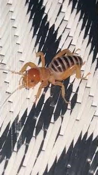 The Bug with an Identity crisis #insects #shorts #fyp #wildlife #cricket