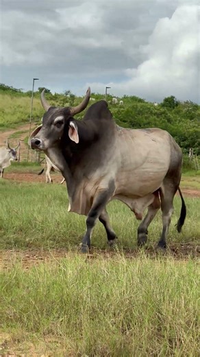 BOI GUZERÁ LINDO DEMAIS DA GUZERÁ LF #shorts