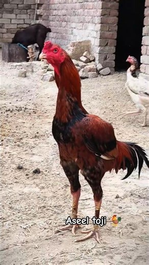 new murga le liya 🐓😁 #shorts #trending #aseel #aseellovers #aseelmurga