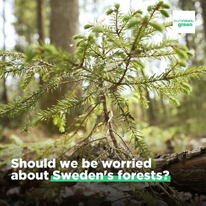 19 reactions | Sweden and the EU are at loggerheads over the nation’s trees.  Brussels is pushing for sustainable forestry practices, whilst the Swedish industry resents foreign regulation. 蝹 Find out more by watching our full report  https://bit.ly/3PnRjzJ #TheRoadToGreen w/ EU Environment | Euronews English | Facebook