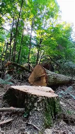 hemlock spinning blasting its way to the ground #deforestation #treefelling #logging #treecutting #timberharvest #chainsaw #nature #viral #USA | Zoriana | Facebook
