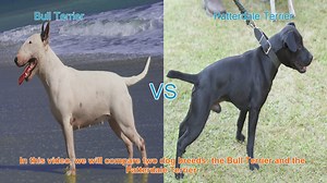 Bull Terrier vs. Patterdale Terrier: A Comprehensive Comparison