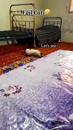 3.8M views · 102K reactions | Lovely #Lovely #dogs #cat #cow #videos #reels #usa #funny #reelsfb #reelsinstagram #reelsvideo #family #farmlife #facebookreels #viralreels #animals SHhuon 727 | Creator Sdach | Facebook