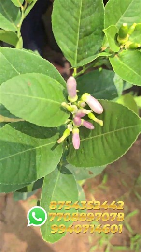 Seedless lemon SM GAEDENING whats app message 7708897078,8754352442.#fruit