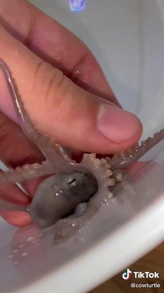 Cow Turtle on TikTok