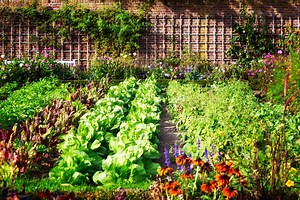 Is Morning Or Afternoon Sun Better For Vegetable Garden?