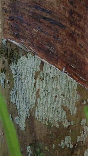 So beautiful 😍 rubber tree cutting 🌳😲 || #shortvideo #rubberfarming #rubbertree #rubberplant . . | Salvador