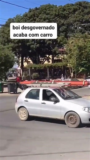 BOI DOIDO 😂🐄🔥 OLHA ISSO!