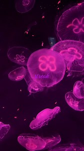 Understanding Streak Concepts in Social Media