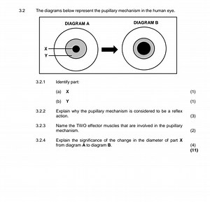 3.2 The diagrams below represent the pupillary mechanism in the... | Filo