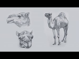 Secrets to Drawing REALISTIC Camels with Mechanical Pencil | How To Draw A Camel Step-By-Step