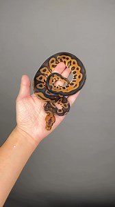 #inhouse#pythons #scales #ballpythonofinstagram #ballpython #reptiles #snakeofinstagram #Hetflix #ballpythonbreeder #thailand | Sexy Ball Python
