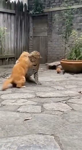 Created with AI：Leopard storms the yard to bully a kitten—BIG orange tabby charges in #cat #lion