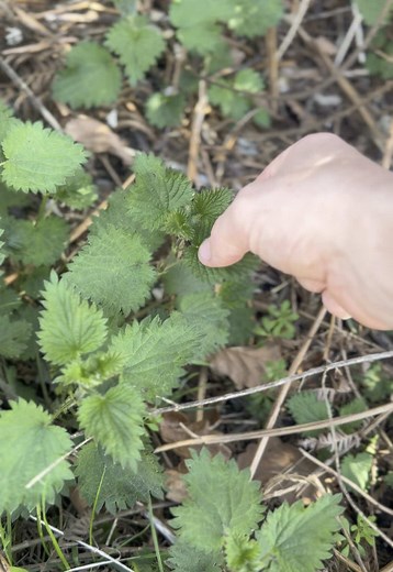 Anyone else like to snack on stinging nettle? #fyp #ForYou #viral #nothin #stingingnettles #plants #ukwild #wilduk #donteatthat #spring #springvibes