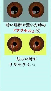 Determining pupil diameter ~ The seesaw of the autonomic nervous system ~ #orthoptist #certifiedo...