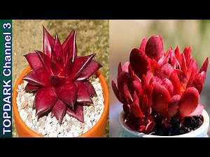 10 Spectacular Red Succulents