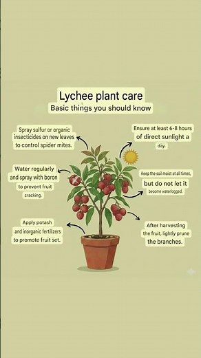 Lychee Tree Care Tips! 🌳
