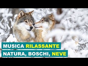 Musica Rilassante | Natura, Boschi, Neve | NO STRESS