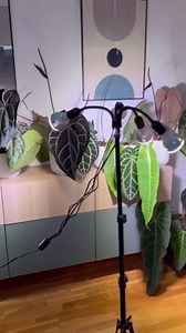 SANSI Grow Lights for Indoor Plants, 96W Full Spectrum Grow Light, No Dimmable 35-64 inches Detachable Tripod Standing Grow Lights, High PPFD 3 Pack of Par25 32W Bulb Plant Lights for Indoor Growing