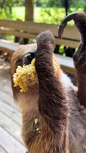 Nothing will bring a bigger smile to your face than a sloth encounter! ⁠ Experience the delight of feeding our sloths their favorite snack up close. 😍⁠ ⁠ 📹️: @christy_lyn_24⁠ ⁠ #Thisiswildflorida #wildflorida #bewild #Orlandofl #realflorida #floridawildlife #experiencekissimmee #visitorlando #thingstodoinorlando #kissimmee #lovefl | Wild Florida