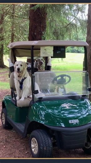 The Golf Dogs of the Week - Oct 9 #dogs #golfdogs
