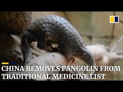 China removes pangolin from traditional Chinese medicine list