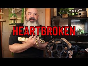 Worst Snake Tragedy I've seen - and what we can do about it