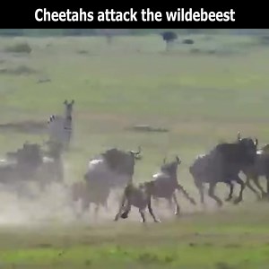 8.6K views · 96 reactions | Cheetah's hunting skills are amazing | PPP Hazara Division | Facebook