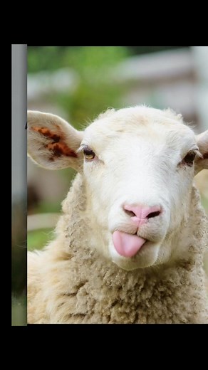 Anthropomorphic Sheep in Human-Like Outfits