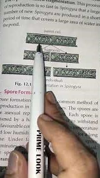Fragmentation – Asexual Reproduction in Spirogyra | Class 7 Biology