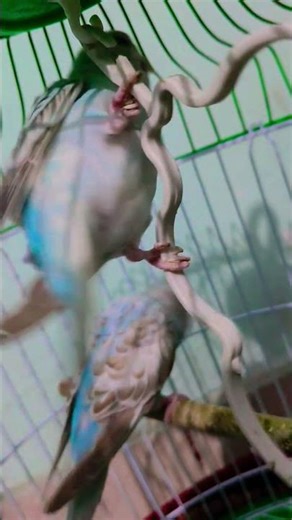 Mitthu 🦜🦜🕊️ #parrot #talkingparot #birds