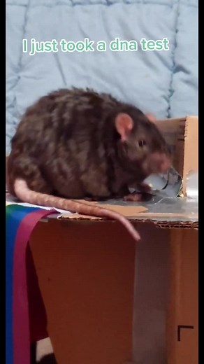 Chonky Rats: The Funny World of Pet Rats