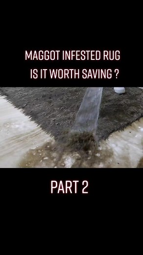 Maggot infested rug #dirty #satisfyingrugcleaning #satisfying #fyp #foryoupage